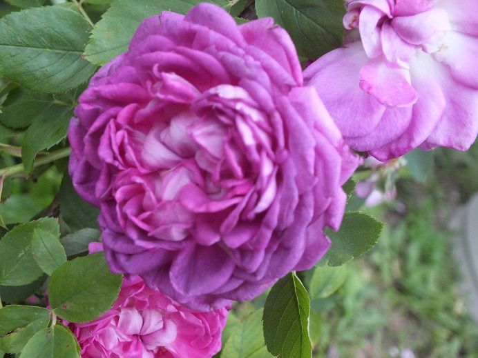  photo reinedesviollets4_zps7b4bcd08.jpg